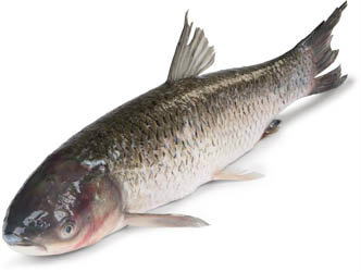 Amur bílý kuchaný chlaz. váž. cca 2 - 4 kg