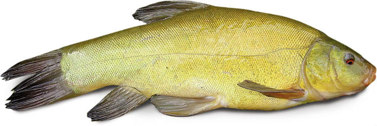 Lín obecný kuchaný chlaz. váž. cca 150 - 350 g