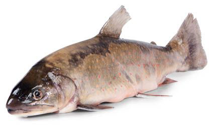 Siven arktický kuchaný chlaz. váž. cca 120 - 180 g