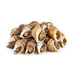 Surmovka vlnitá živá 1 kg