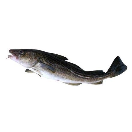 Treska obecná s hlavou chlaz. váž. cca 4 kg+