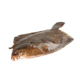 Platýs velký celý chlaz. váž. cca 400 - 600 g