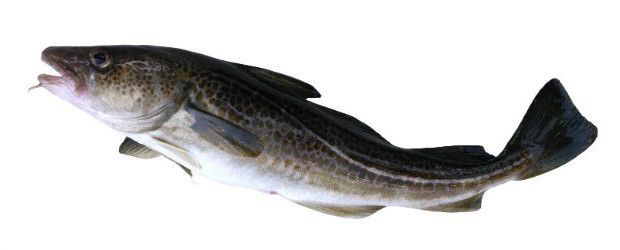 Treska obecná s hlavou chlaz. váž. cca 2 - 5 kg