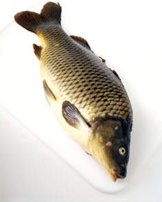 Kapr obecný kuchaný chlaz. váž.