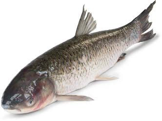 Amur bílý kuchaný chlaz. váž. cca 2 - 3 kg