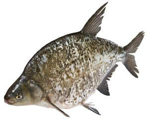 Cejn velký kuchaný chlaz. váž. cca 1,4 - 1,5 kg