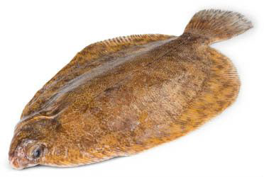 Platýs červený chlaz. váž. cca 300 - 500 g