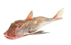 Štítník červený kuchaný chlaz. váž. cca 400 - 600 g