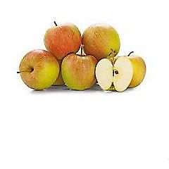 Jablka Šampion 65+ čerstvá 13 kg karton