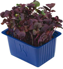 Sakura NL mix čerstvá 1 ks