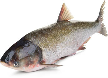 Tolstolobik pestrý kuchaný chlaz. váž. cca 2 - 4 kg