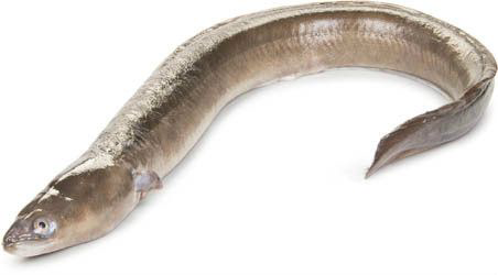 Úhoř mořský kuchaný chlaz. váž. cca 1 - 2 kg