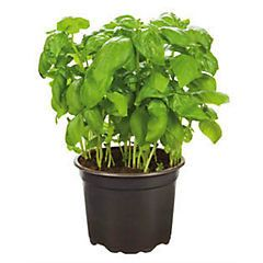 Bazalka thajská čerstvá 1 ks kelímek