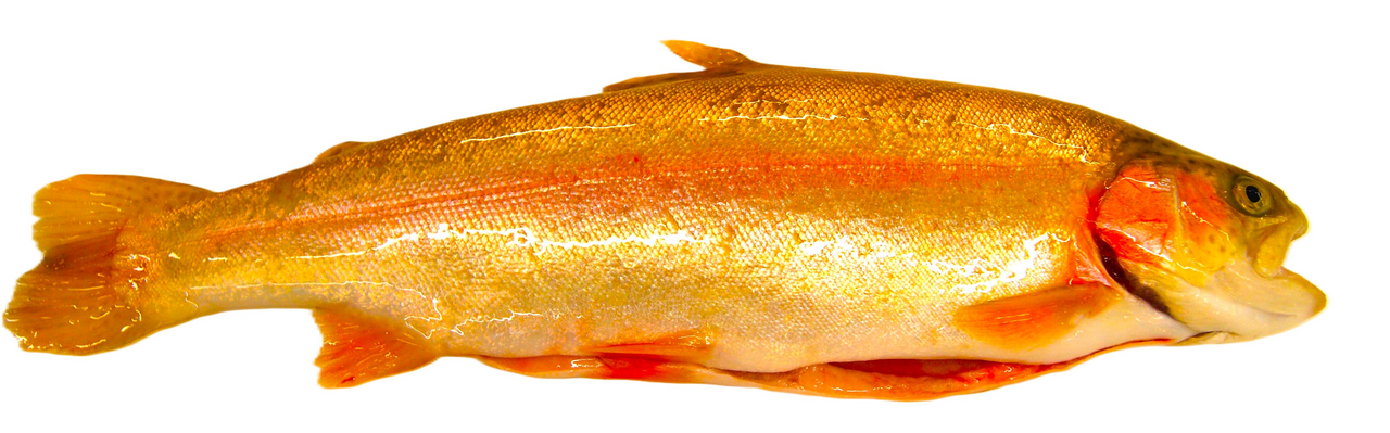 Pstruh Aquabonita kuchaný chlaz. váž. cca 200 - 450 g