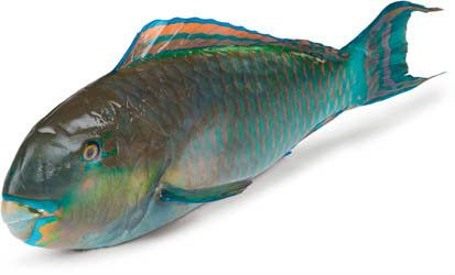 Ploskozubec modropruhý chlaz. váž. cca 2 kg