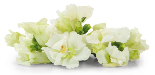 Jedlé květy Apple Blossom NL čerstvé 100 ks