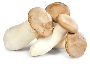 HORECA Select Hlíva máčková 