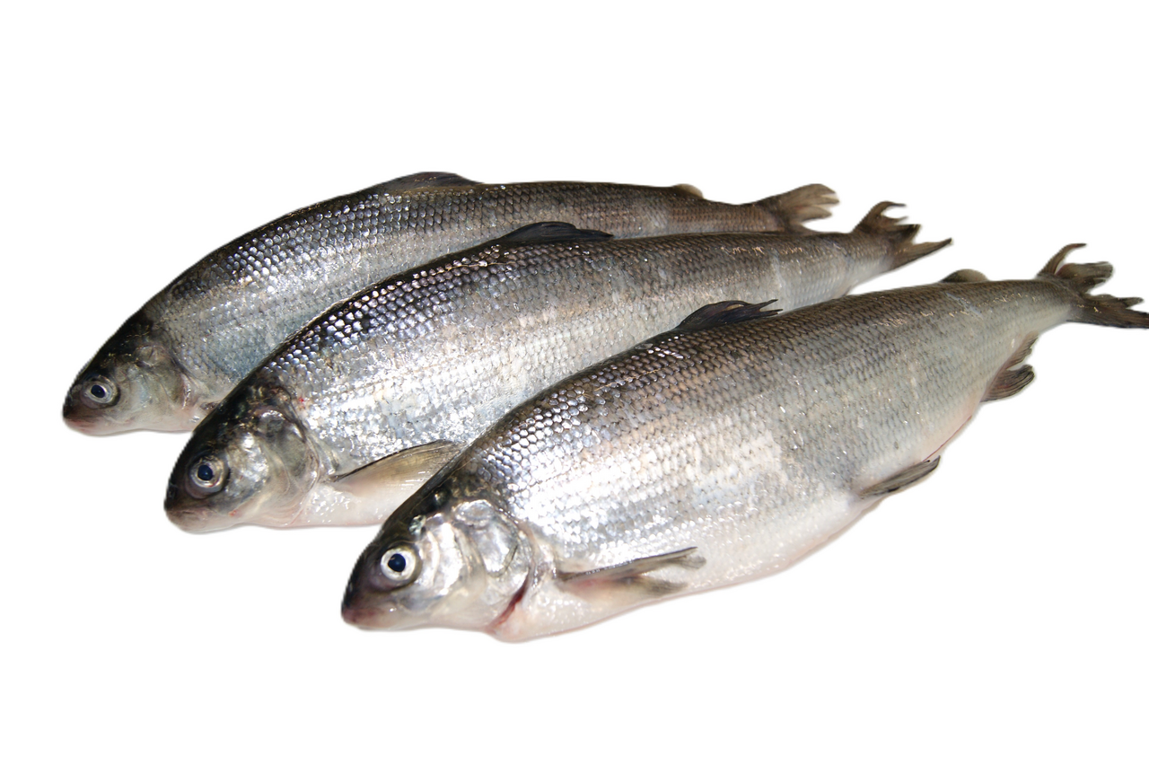 Síh kuchaný chlaz. váž. cca 200 - 400 g/ks