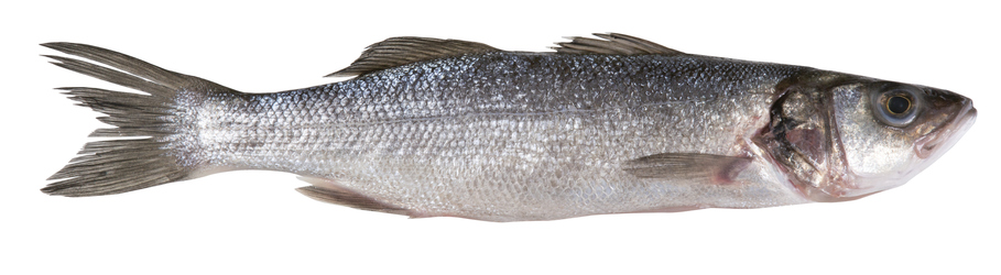 Vlk mořský kuchaný chlaz. 360 g