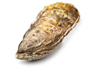 Ústřice velká FDC N°2 chlaz. váž. 12 ks