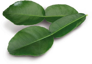 Listy limetové Kaffir NL čerstvé 25 ks