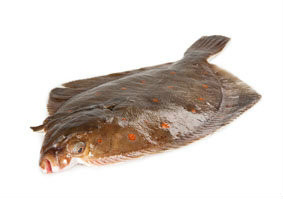 Platýs velký chlaz. váž. cca 400 - 600 g