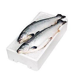 Losos obecný arktický ASC chlaz. váž. cca 4 - 5 kg