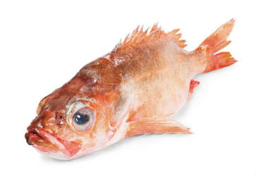 Okouník mořský MSC chlaz. váž. cca 500 g