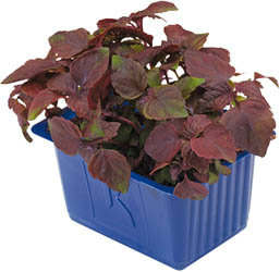 Řeřicha shiso fialová čerstvá 1 ks