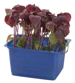 Řeřicha Shiso fialová čerstvá 1 ks