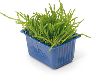 Řeřicha Salicornia čerstvá 1 ks