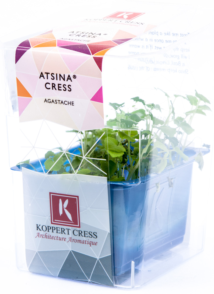 Řeřicha Atsina čerstvá 1 ks uzavřená vanička