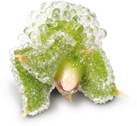 Řeřicha Blinq NL (uzavřená) čerstvá 1 ks