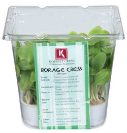 Řeřicha Borage čerstvá 1 ks uzavřená vanička