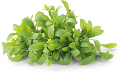 Řeřicha Ghoa čerstvá 1 ks uzavřená vanička