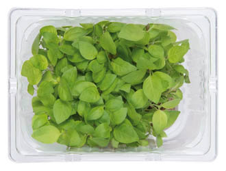 Řeřicha Limon čerstvá 1 ks uzavřená vanička