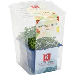Řeřicha Rukola čerstvá 1 ks uzavřená vanička