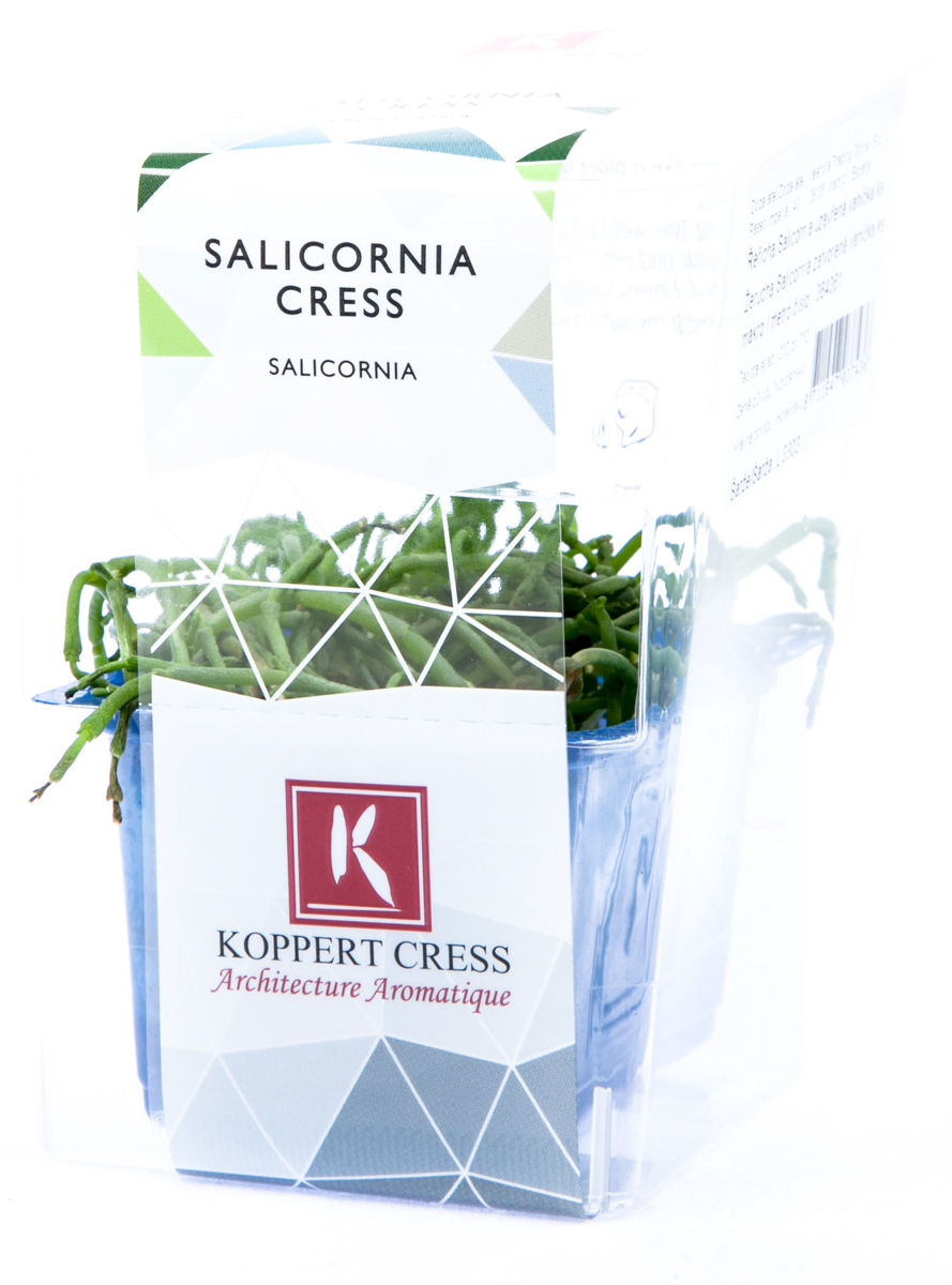 Řeřicha Salicornia (uzavřená) čerstvá 1 ks 