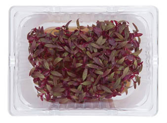 Řeřicha Scarlet NL (uzavřená) čerstvá 1 ks vanička