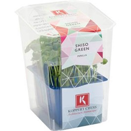 Řeřicha Shiso zelená NL (uzavřená) čerstvá 1 ks