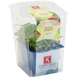 Řeřicha Accla čerstvá 1 ks