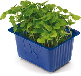 Řeřicha Atsina NL čerstvá 1 ks