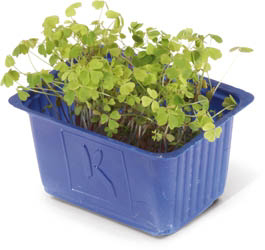 Řeřicha Clover baby čerstvá 1 ks