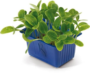 Řeřicha Borage čerstvá 1 ks