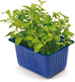 Řeřicha Honny čerstvá 1 ks