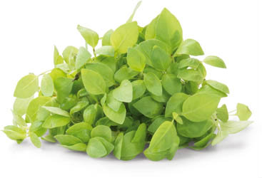 Řeřicha Limon čerstvá 1 ks