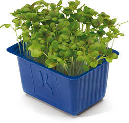 Řeřicha Mustard NL čerstvá 1 ks