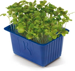 Řeřicha Mustard červená čerstvá 1 ks