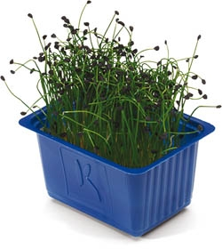 Řeřicha Rock Chives NL čerstvá 1 ks