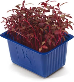 Řeřicha Scarlet NL čerstvá 1 ks